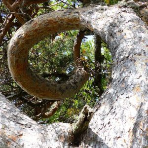 arbre-tordu-vortex